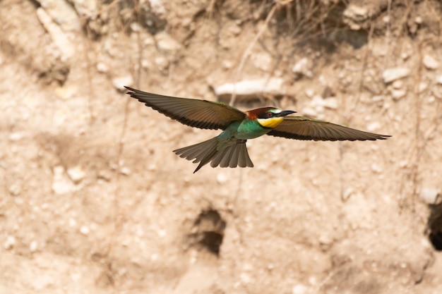 Foto abejaruco europeo merops apiaster en vuelo