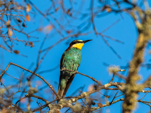 Abejaruco europeo Merops apiaster