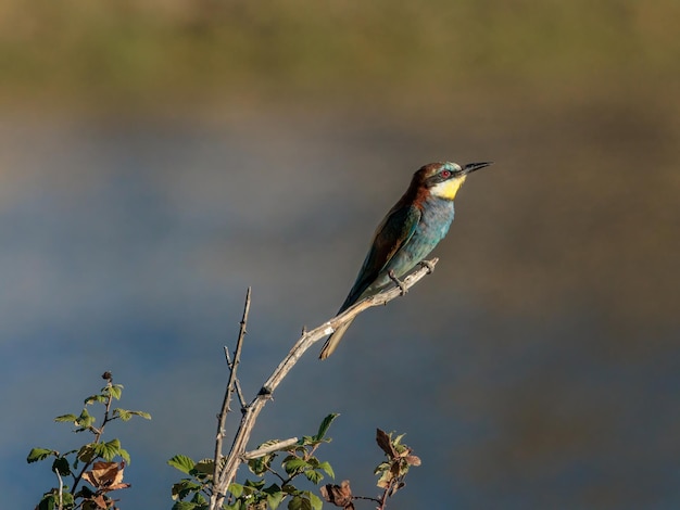 Abejaruco europeo Merops apiaster