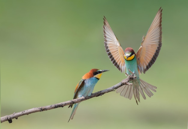 Abejaruco europeo Merops apiaster