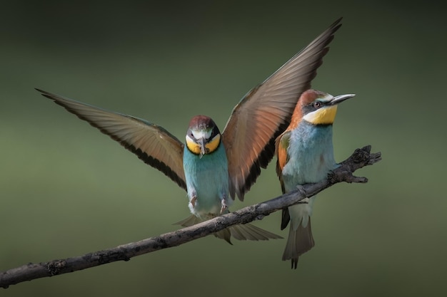 Abejaruco europeo Merops apiaster