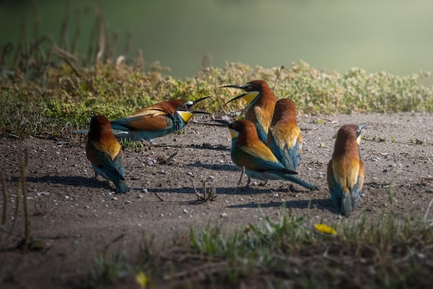 Abejaruco europeo Merops apiaster