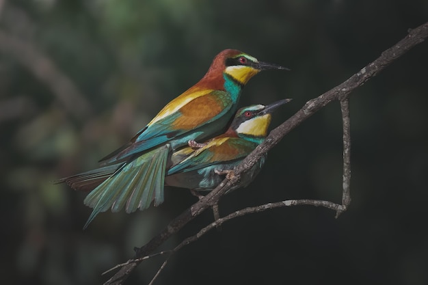 Abejaruco europeo Merops apiaster