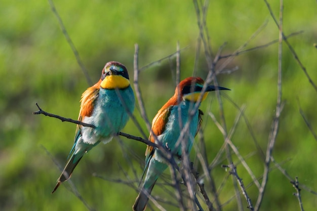 Abejaruco europeo (Merops Apiaster)