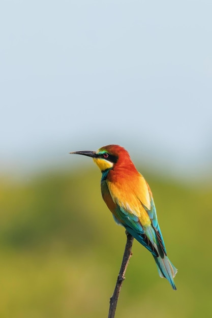 Abejaruco europeo Merops apiaster