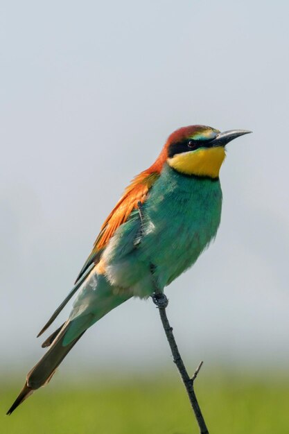 Foto abejaruco europeo merops apiaster