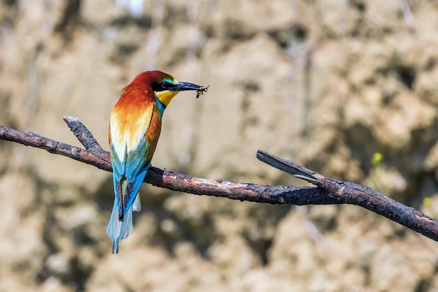 Abejaruco europeo (Merops Apiaster)