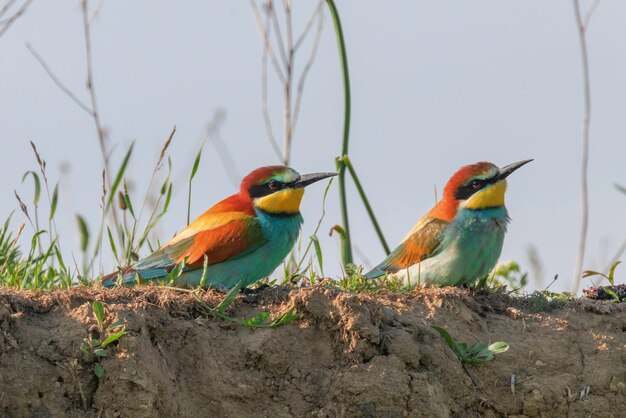 Abejaruco europeo (Merops Apiaster)