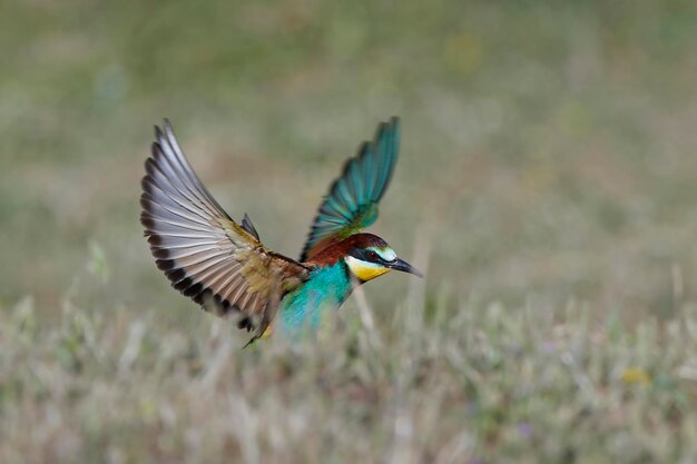 Foto abejaruco europeo merops apiaster