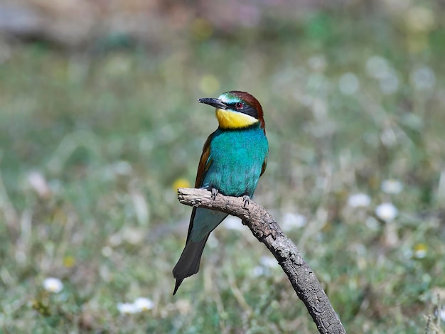 Abejaruco europeo Merops apiaster