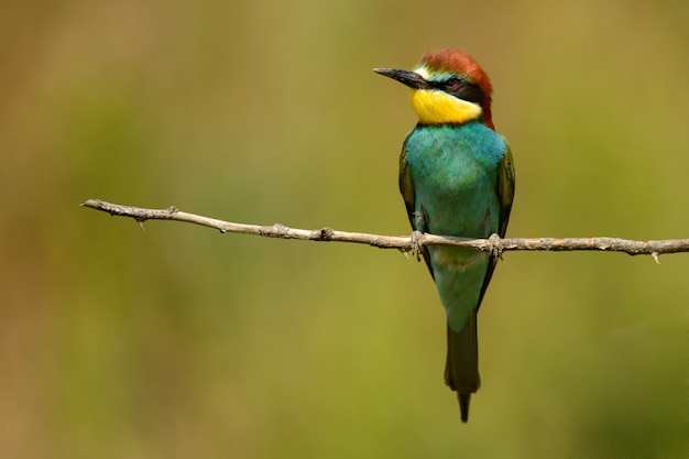 Abejaruco europeo sentado en un palo