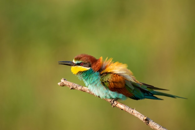 Abejaruco europeo sentado en un palo.