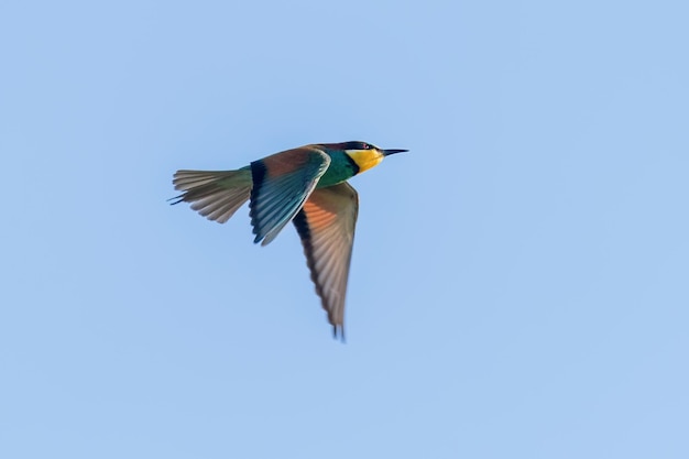 Abejaruco europeo en vuelo (Merops Apiaster)