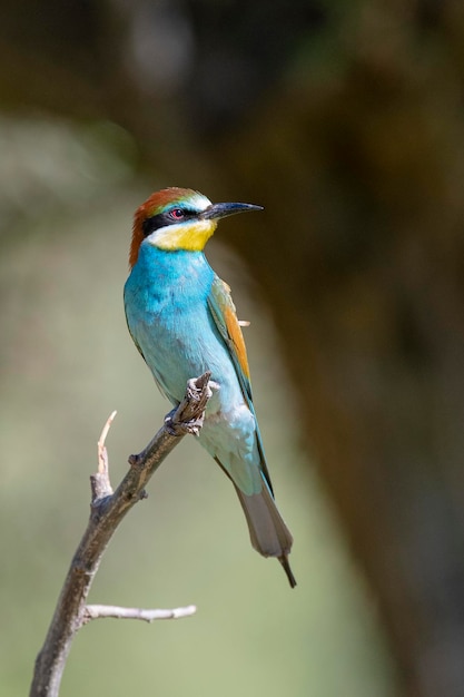 Abejaruco (Merops apiaster) Málaga, España