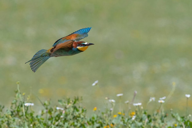 Abejaruco (Merops apiaster) Málaga, España