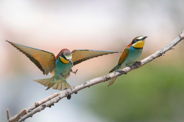 Abejaruco (Merops apiaster) Málaga, España