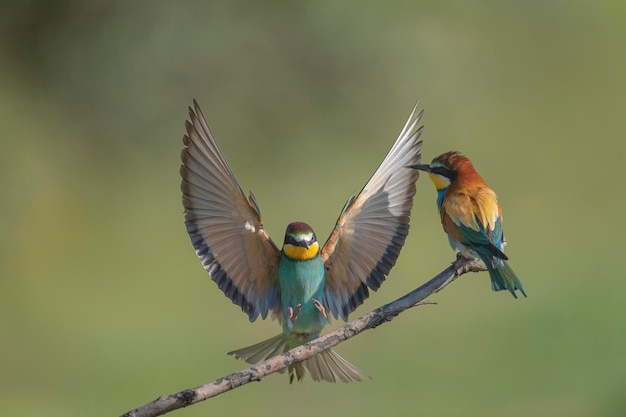 Abejaruco (Merops apiaster) Málaga, España