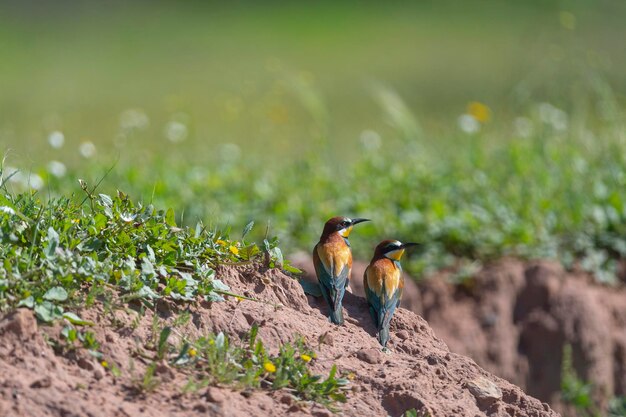 Abejaruco (Merops apiaster) Málaga, España