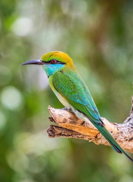 Abejaruco en una ramita Parque Nacional Yala