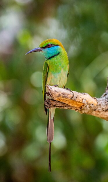 Abejaruco en una ramita Parque Nacional Yala