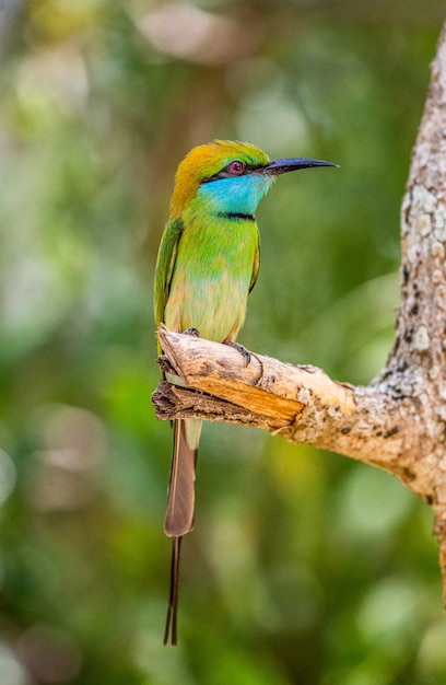 Abejaruco en una ramita Parque Nacional Yala