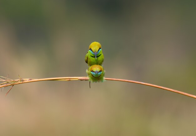 Abejaruco verde haciendo el amor en el campo