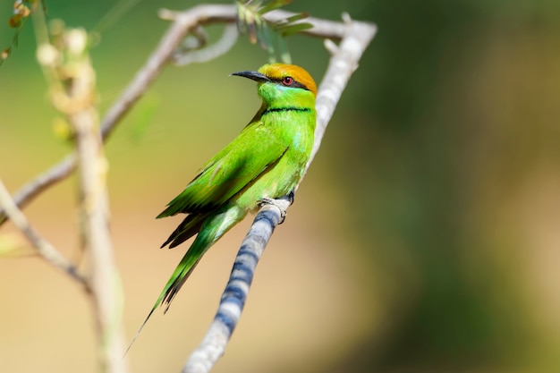 Abejaruco verde que se encarama en la ramificación de árbol, Tailandia