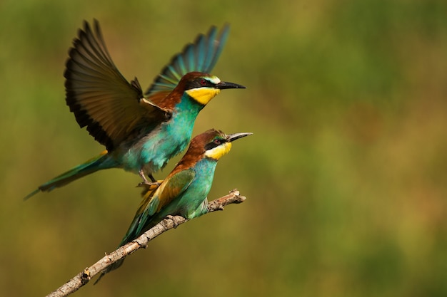 Abejarucos europeos (Merops apiaster) apareamiento sobre un fondo hermoso.