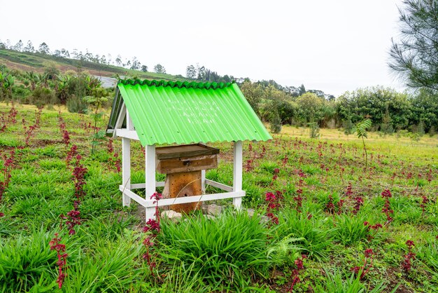 Abejas sin aguijón o industria de la colmena trigona meliponini Una colonia de abejas sin aguijón en la colmena