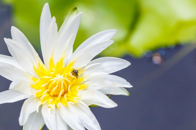 Las abejas se alimentan de polen en una flor blanca