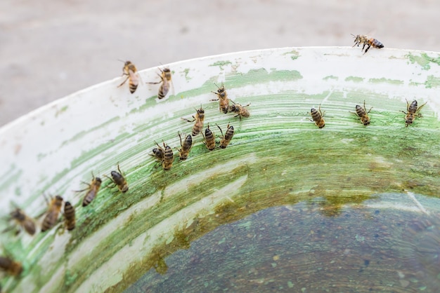 Las abejas beben agua en verano.