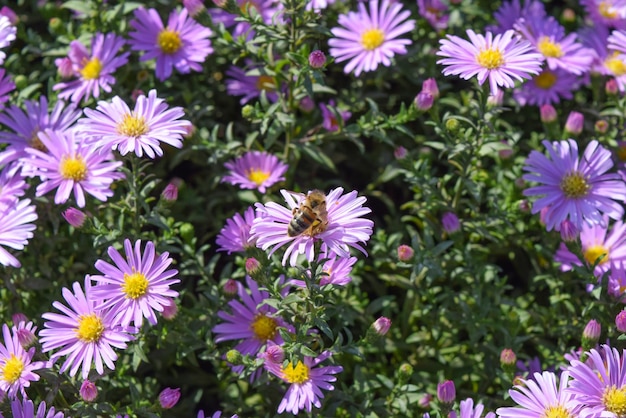 Las abejas beben néctar en las flores de color púrpura claro Los insectos polinizan las flores
