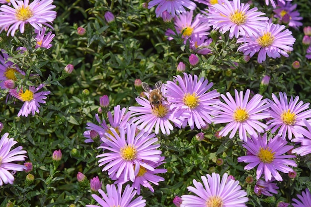 Las abejas beben néctar en las flores de color púrpura claro Los insectos polinizan las flores