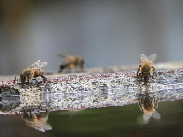 Abejas bebiendo agua de un charco de agua