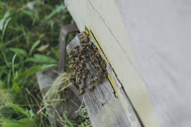 Abejas en la calle afuera