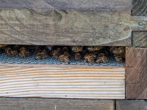 Abejas en la colmena en un jardín en Kent