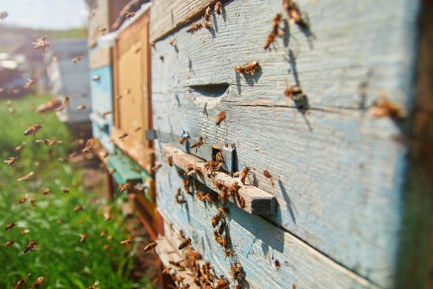 Abejas en una colmena de madera