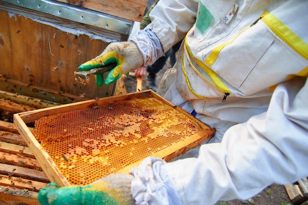 Abejas en una colmena de madera