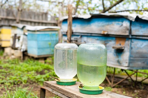 Las abejas en el colmenar beben agua del bebedero.