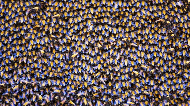 Abejas dentro de una colmena