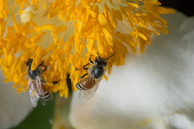 Las abejas encuentran comida en las flores