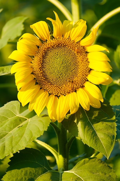 Las abejas encuentran el néctar del girasol