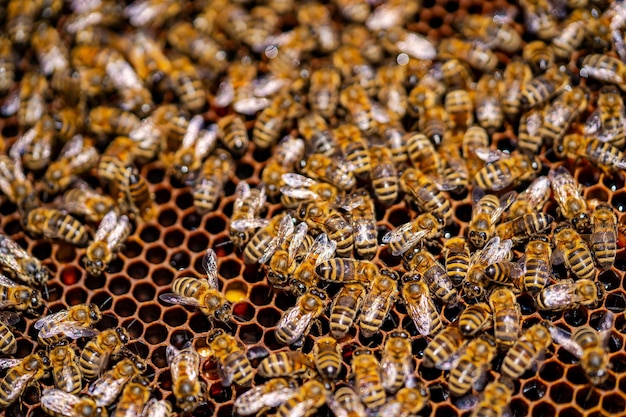 Foto las abejas enjambran en el panal