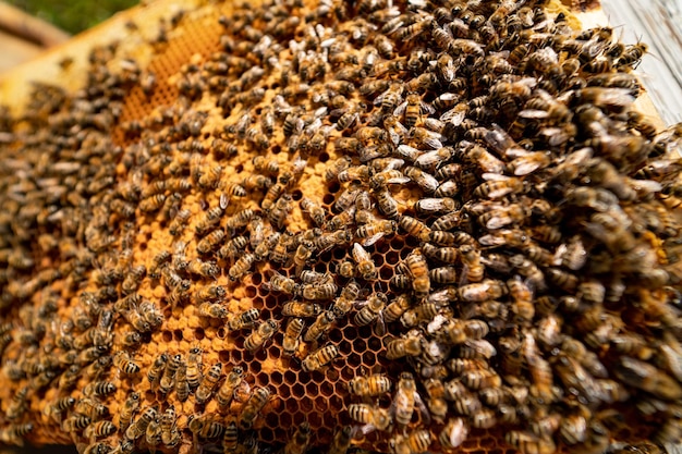 Foto las abejas enjambran en el panal