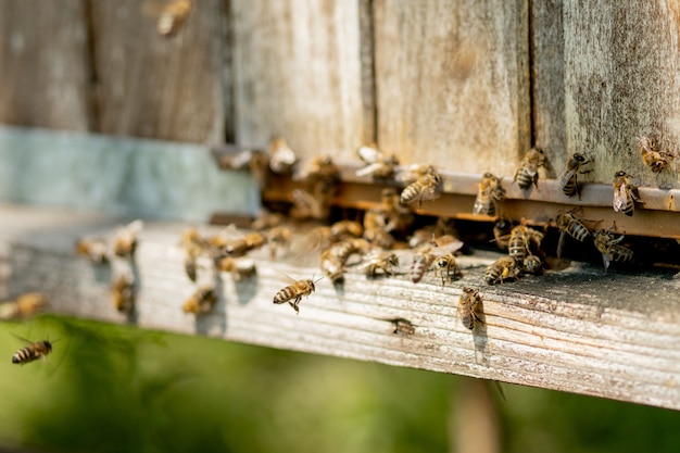 Las abejas entran en la colmena con néctar floral recogido