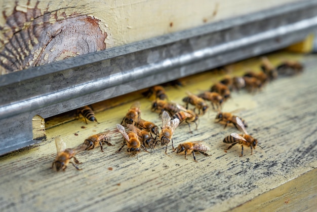 Las abejas entrando en la colmena de abejas en la entrada de la colmena closeup enfoque selectivo del apiario casero