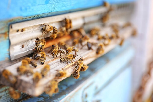 Abejas entrando en colmena