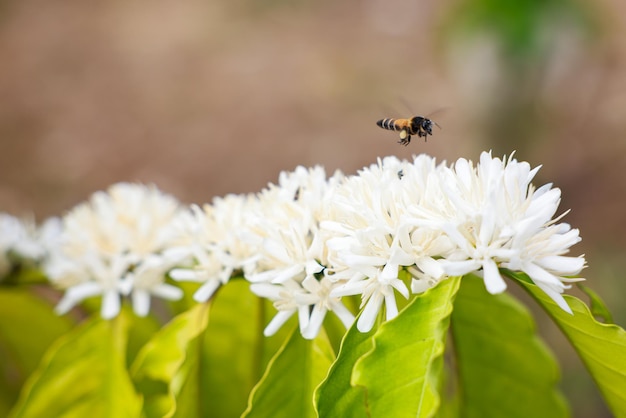 Las abejas están bebiendo néctar de la flor de la flor del café con una vista de cerca de color blanco