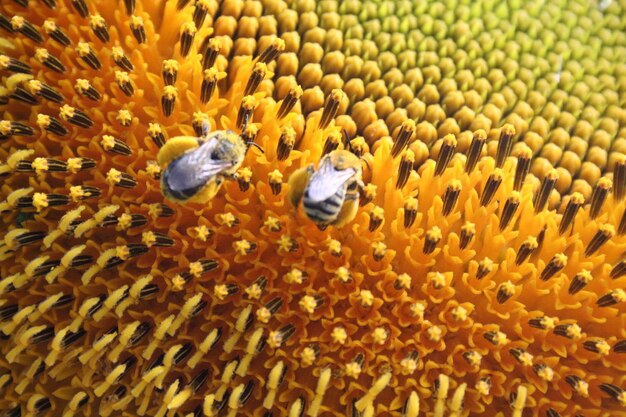 Foto las abejas están cenando.