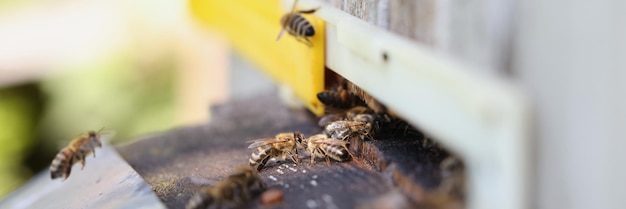 Las abejas están trabajando para colocar propóleos en la colmena, las abejas trabajan en el concepto de colmena